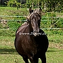 Rocky_ Mountain_ Horse_ 3(110)